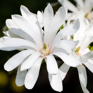 Magnolia stellata Royal Star – Lot de 3 – Hauteur 30 cm