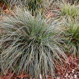 Groen boutiQ - Siergrassen - Carex oshimensis Everest - Wit en Groen - 2 Planten - Bladhoudend - Weinig Onderhoud - Pot 17cm Hoogte 50cm