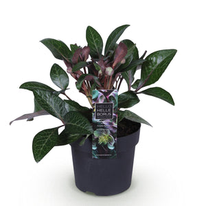 Hellébore livida Purple Marble – Pot 14 cm – Hauteur 35 cm