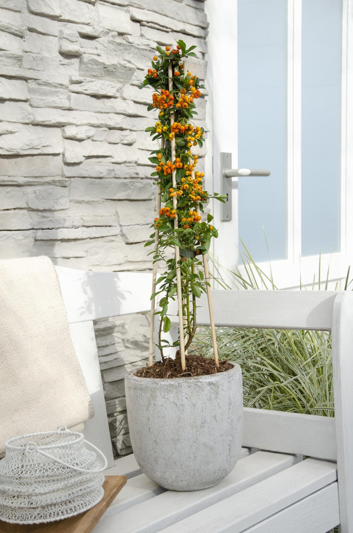 Buisson ardent Orange Glow - Pyracantha - H 65 cm, pot Ø15 cm