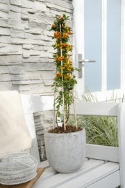 Buisson ardent Orange Glow - Pyracantha - H 65 cm, pot Ø15 cm