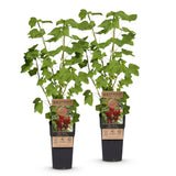 Groseillier rouge Jonkheer van Tets - Ribes rubrum - 2 plants