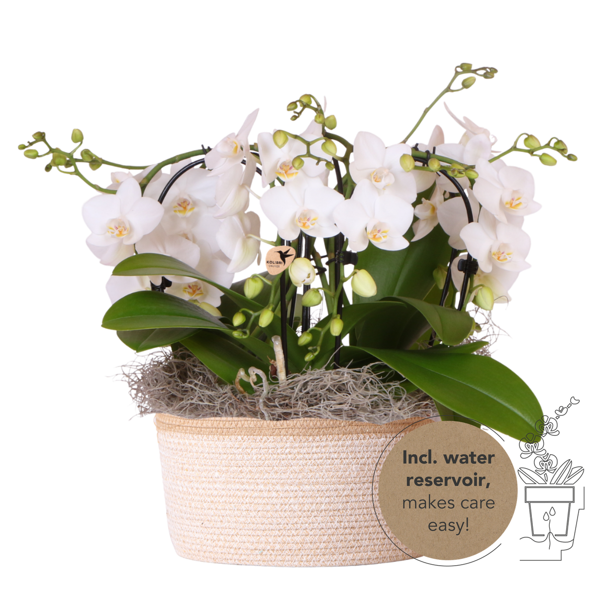 Orchidées Phalaenopsis blanches Niagara Fall en panier Cotton - bouquet retombant de 6 hampes