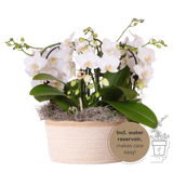 Orchidées Phalaenopsis blanches Niagara Fall en panier Cotton - bouquet retombant de 6 hampes
