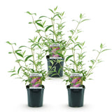 Buddleia Pink Delight - Arbre aux papillons rose - H 45 cm, pot Ø17 cm