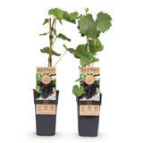 Groen boutiQ - Fruitplant - Paarse Druif -  Vitis vinifera Vanessa - Pitloos - 2 planten - Pot 15cm Hoogte 50cm