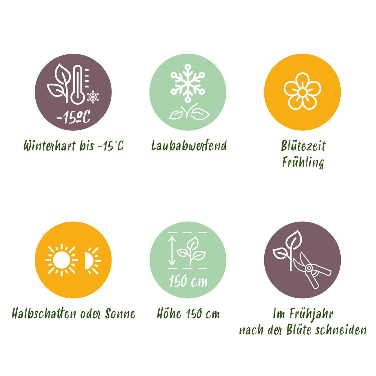 Magnolia Genie – Lot de 1 – Pot 12 cm – Hauteur 30 cm