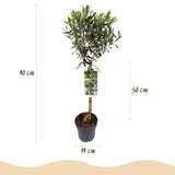 Groen boutiQ - Tuinplant - Olea Europaea - Plant op stam - Terras Plant - Bladhoudend - Weinig Onderhoud - Pot 19cm Hoogte 90cm