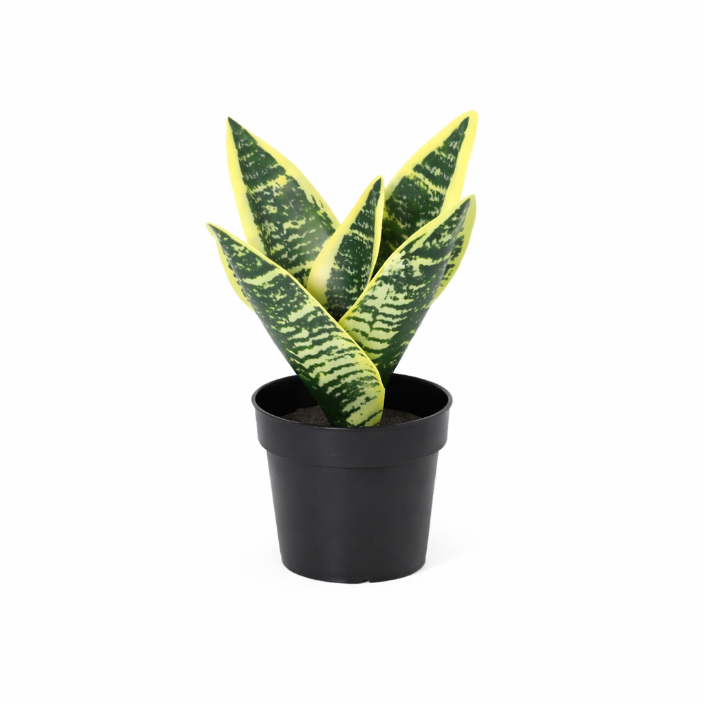 Künstlicher Bogenhanf Laurentii – 21cm