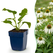Échinacée blanche Alba - Echinacea purpurea - H 15-25 cm, pot Ø11 cm - photo 15