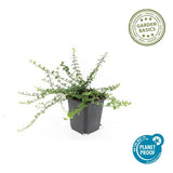 Fusain rampant Minimus en godet - Euonymus fortunei - H 10-25 cm, pot Ø9 cm - photo 2