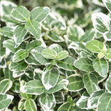 Fusain Emerald Gaiety en godet - Euonymus fortunei - H 10-25 cm, pot Ø9 cm - photo 6