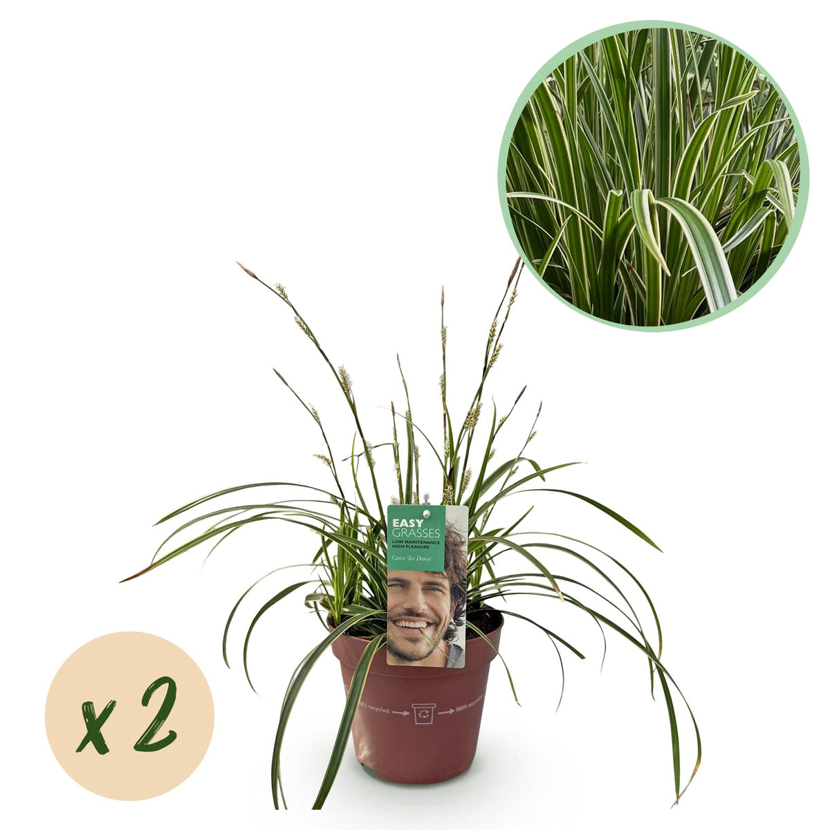Carex Ice Dance - 2 plants - H 50 cm, pot Ø17 cm