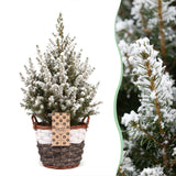 Épicéa nain Conica effet neige - Sapin de Noël vivant enneigé - photo 6