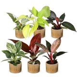 Baby Philodendron - lot de 6 mini plantes avec cache-pots Linnea miel