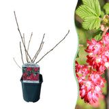 Green boutiQ - Hecken & Sträucher - Ribes sanguineum Kind Edward - Blüte Rot - 1 Pflanze - Laubabwerfend - Pflegeleicht - Topf 17cm Höhe 45cm