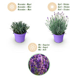 Lavande Munstead - Lavandula angustifolia - H 15-25 cm, pot Ø12 cm - photo 4