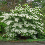 Green boutiQ - Gartenpflanze - Cornus Florida - Blüten Weiß-Rosa - 1 Pflanze - Laubabwerfend - Pflegeleicht - Topf 12cm Höhe 35cm