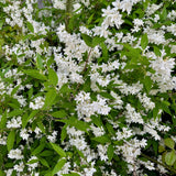 Green boutiQ - Sträucher - Deutzia Gracilis - Blütenfarbe Weiß - 1 Pflanze - Laubabwerfend - Pflegeleicht - Topf 17cm Höhe 45cm