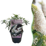Green boutiQ - Sommerflieder - Buddleja davidii White Profusion - Blüte Weiß - 1 Pflanze - Laubabwerfend - Schmetterlingsanziehend - Topf 17cm Höhe 25cm