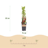 Groseillier à maquereau rouge Hinnonmäki Röd - Ribes uva-crispa - 2 plants