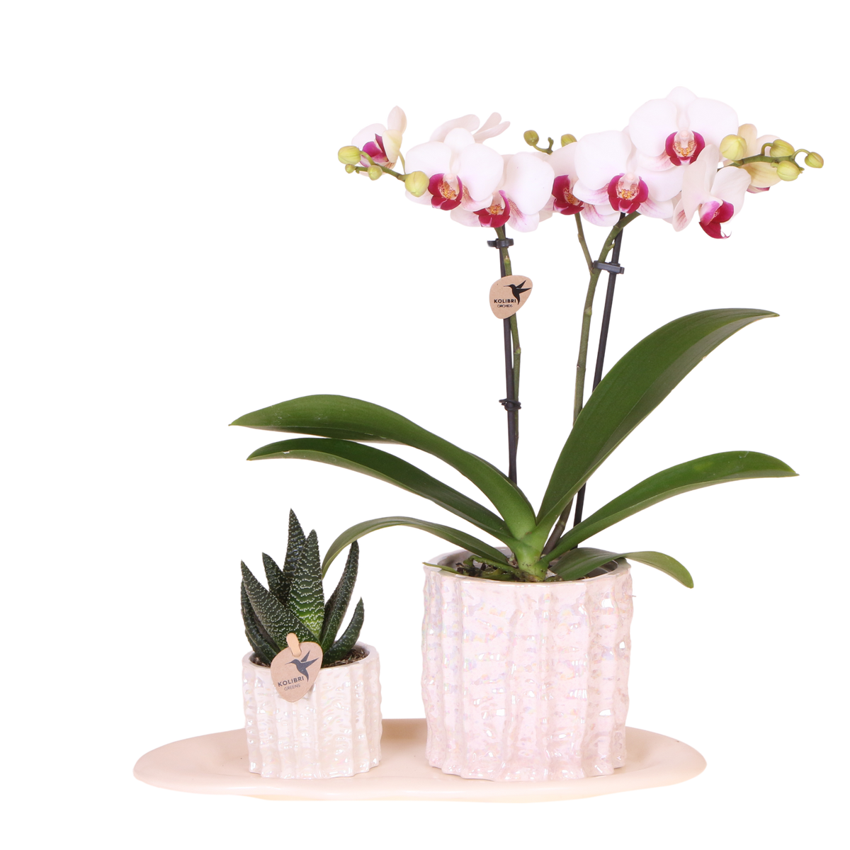 Orchidée Phalaenopsis blanche Mineral Gibraltar et succulente - coffret Oyster