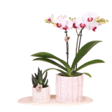 Orchidée Phalaenopsis blanche Mineral Gibraltar et succulente - coffret Oyster
