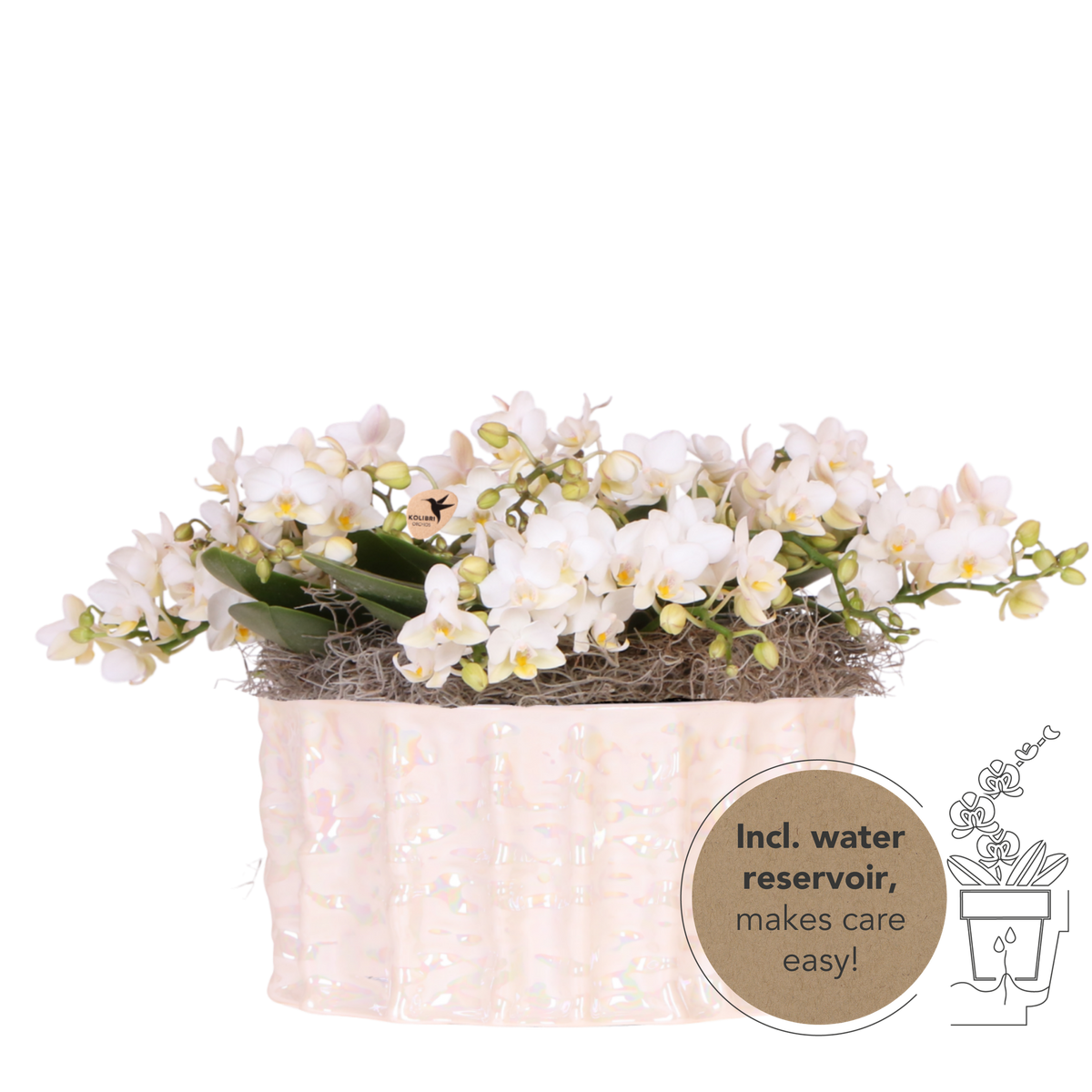 Orchidées Phalaenopsis blanches Botanic Nazare en coupe Oyster - bouquet de 3