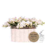 Orchidées Phalaenopsis blanches Botanic Nazare en coupe Oyster - bouquet de 3