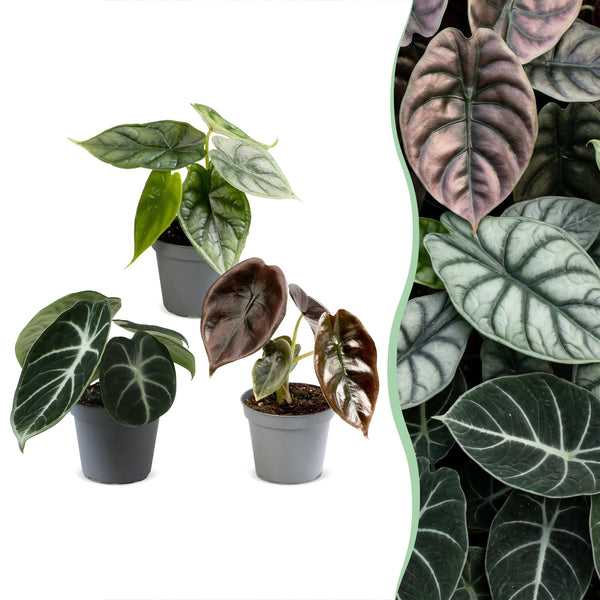 Baby Alocasia Tricolour - lot de 3 mini plantes