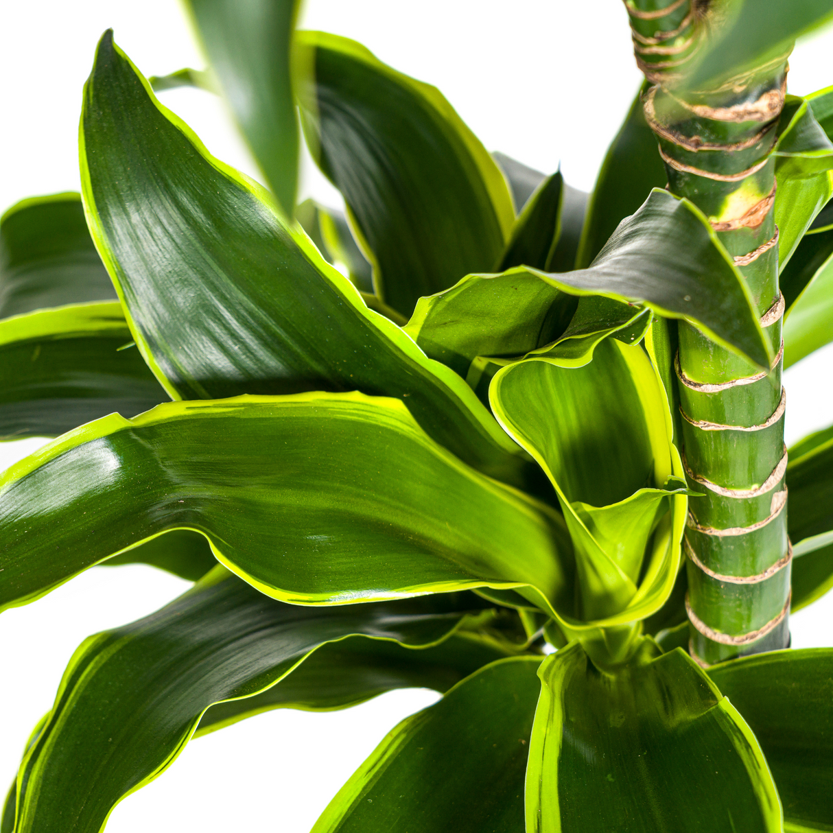 Dracaena Dorado