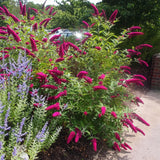 Green boutiQ - Gartenpflanze - Buddleja davidii Royal Red - Schmetterlingsstrauch - Winterhart - Rot - 3 Pflanzen - Topf 17cm - Höhe 45cm