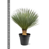 [NL: Yucca Rostrata - 100 - 120 cm - Ø40]