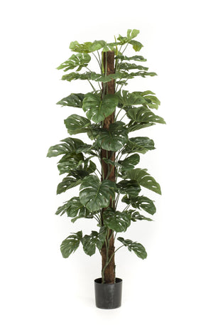 Künstliche Monstera deliciosa H180cm