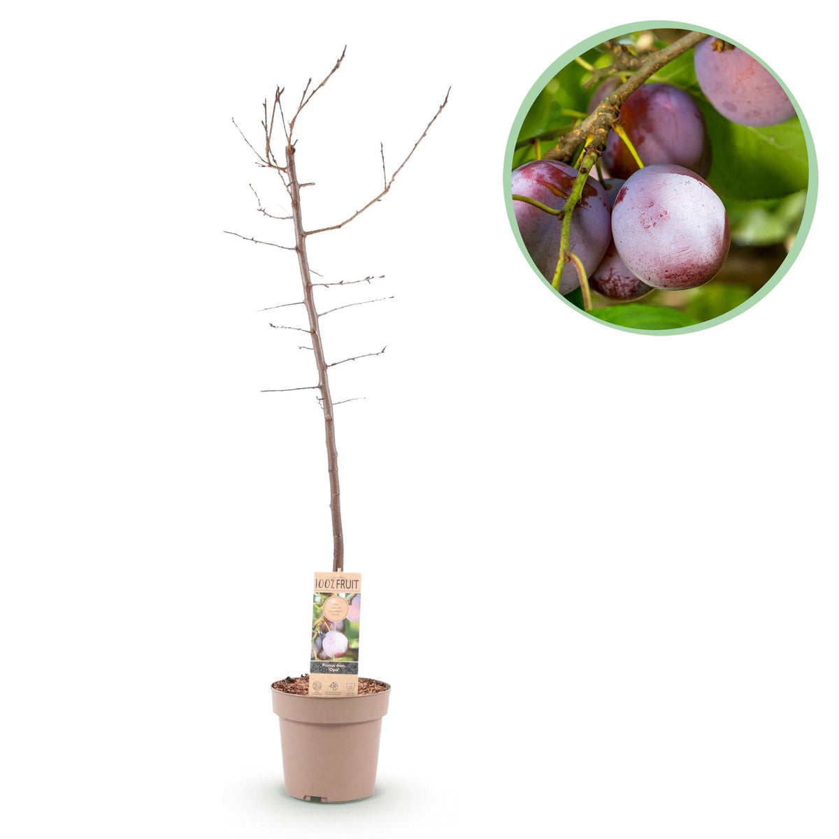 Green boutiQ - Obstpflanze - Pflaumenbaum - Prunus domestica Opal - Gelb-rote Frucht - Topf 21cm Höhe 90cm