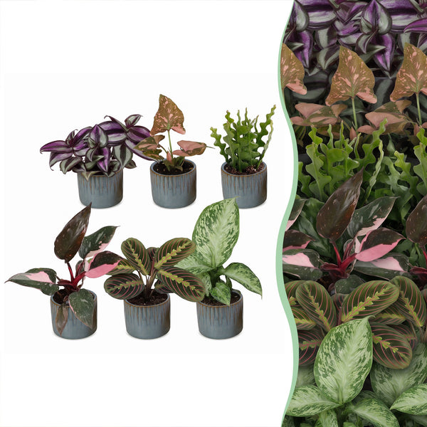 Baby plantes surprise avec cache-pots Linnea bleu brume - lot de 3, 6 ou 9 mini plantes tropicales - pot Ø6 cm - photo 8
