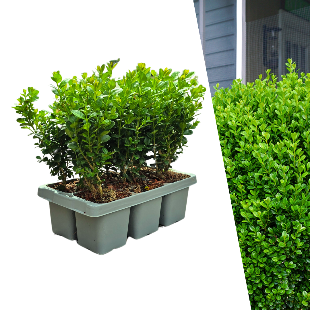 [NL: "Buxus NewGen Freedom 6-Pack – Winterharde Groenblijvende Struiken 6 x Ø7 cm - ↕15 cm | Compacte Buxus"]