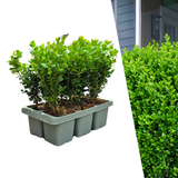 [NL: "Buxus NewGen Freedom 6-Pack – Winterharde Groenblijvende Struiken 6 x Ø7 cm - ↕15 cm | Compacte Buxus"]