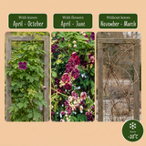 Akébie à cinq feuilles - lot de 2 plants - pot Ø9 cm