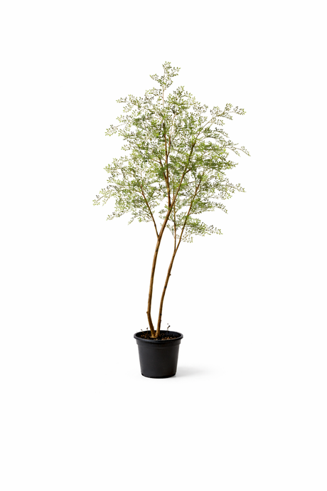 Cassia Arbuste plante artificielle