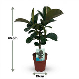 Ficus Elastica Cloe – Plante caoutchouc | Pot 19 cm, Hauteur 60 cm
