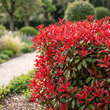 Kit haie Photinia nain Little Red Robin - H 25-35 cm, pot Ø9 cm