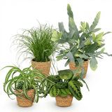 Mix plantes pet-friendly x4 – Chlorophytum, Cyperus, Phlebodium, Marantha
