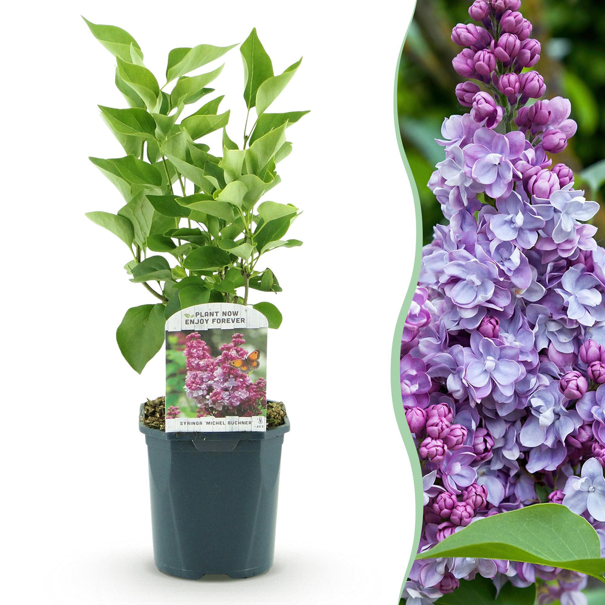 La Green Touch - Tuinplant - Syringa vulgaris Michel Buchner - Gewone Sering - Winterhard - Roze - 1 Plant - Pot 17cm - Hoogte 45cm