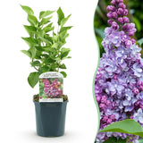 La Green Touch - Tuinplant - Syringa vulgaris Michel Buchner - Gewone Sering - Winterhard - Roze - 1 Plant - Pot 17cm - Hoogte 45cm