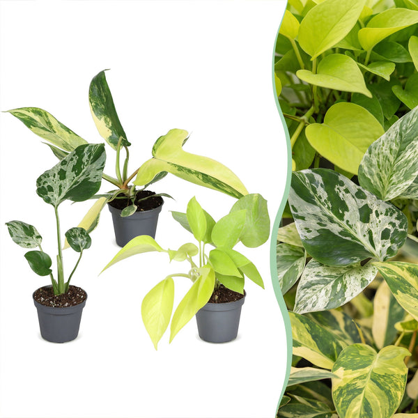 Baby Tropical - Monstera et Philodendron - lot de 3 ou 6 - pot Ø6 cm