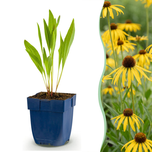 Échinacée jaune - Echinacea paradoxa - H 15-25 cm, pot Ø11 cm