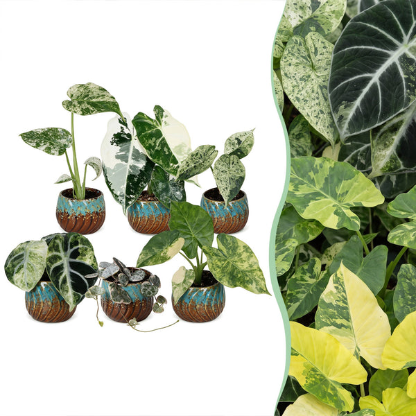 Baby Variegata avec cache-pots cuivre - Alocasia, Monstera et Ceropegia panachés - lot de 3 ou 6 - pot Ø6 cm - photo 6