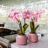 [NL: Kolibri Orchids - Surprise box mix - planten eenkleurig voordeel box - verrassingsbox met 2 orchideeën Ø9cm - vers van de kweker]
