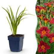 Hémérocalle Autumn Red - Lis d'un jour rouge - H 15-25 cm, pot Ø11 cm